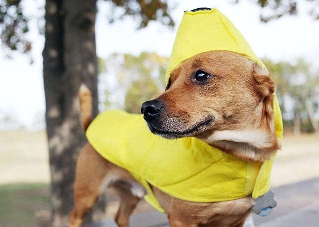 Dog in banana costume